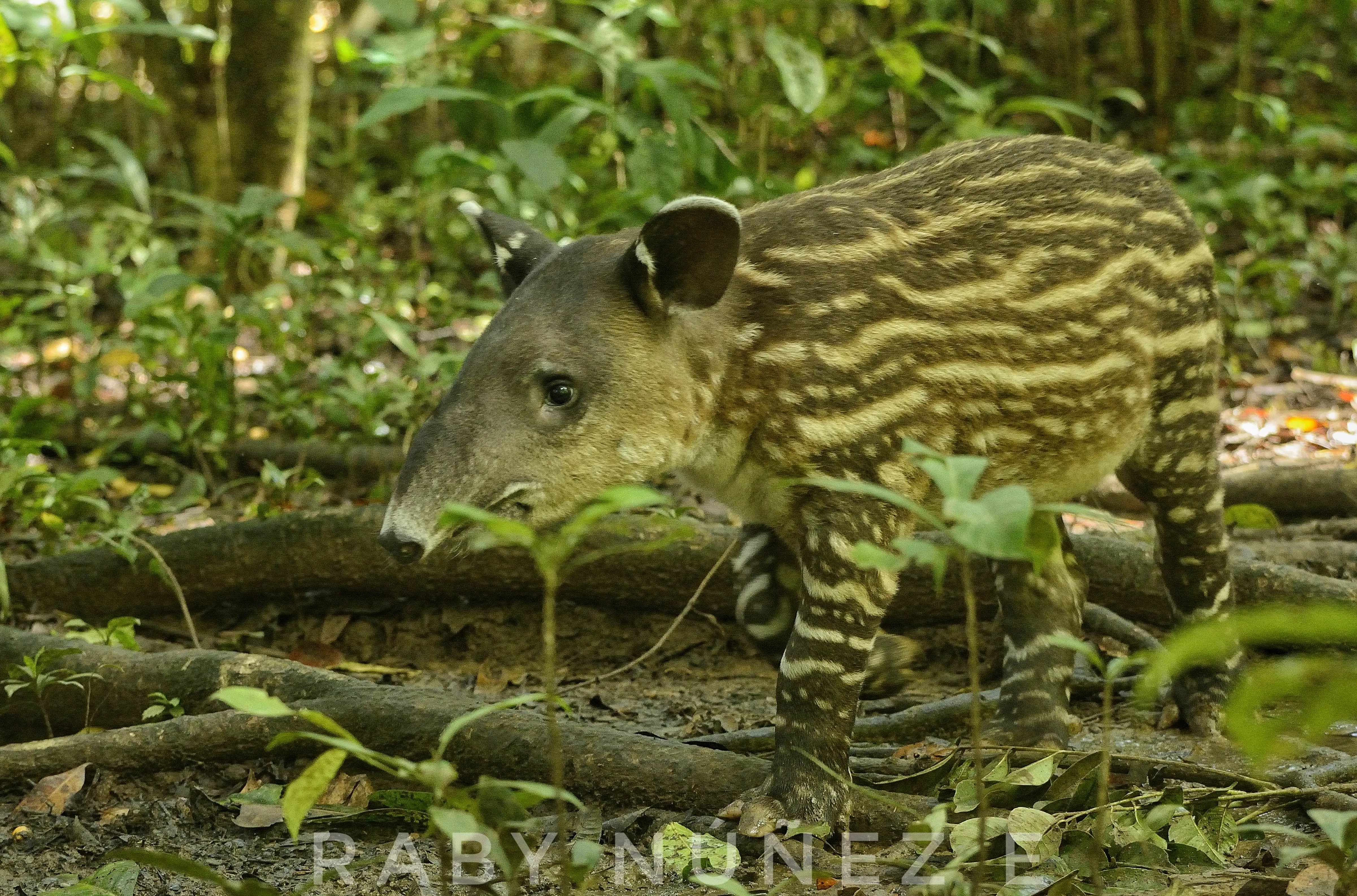 Corcovado National Park Tour - Image 3