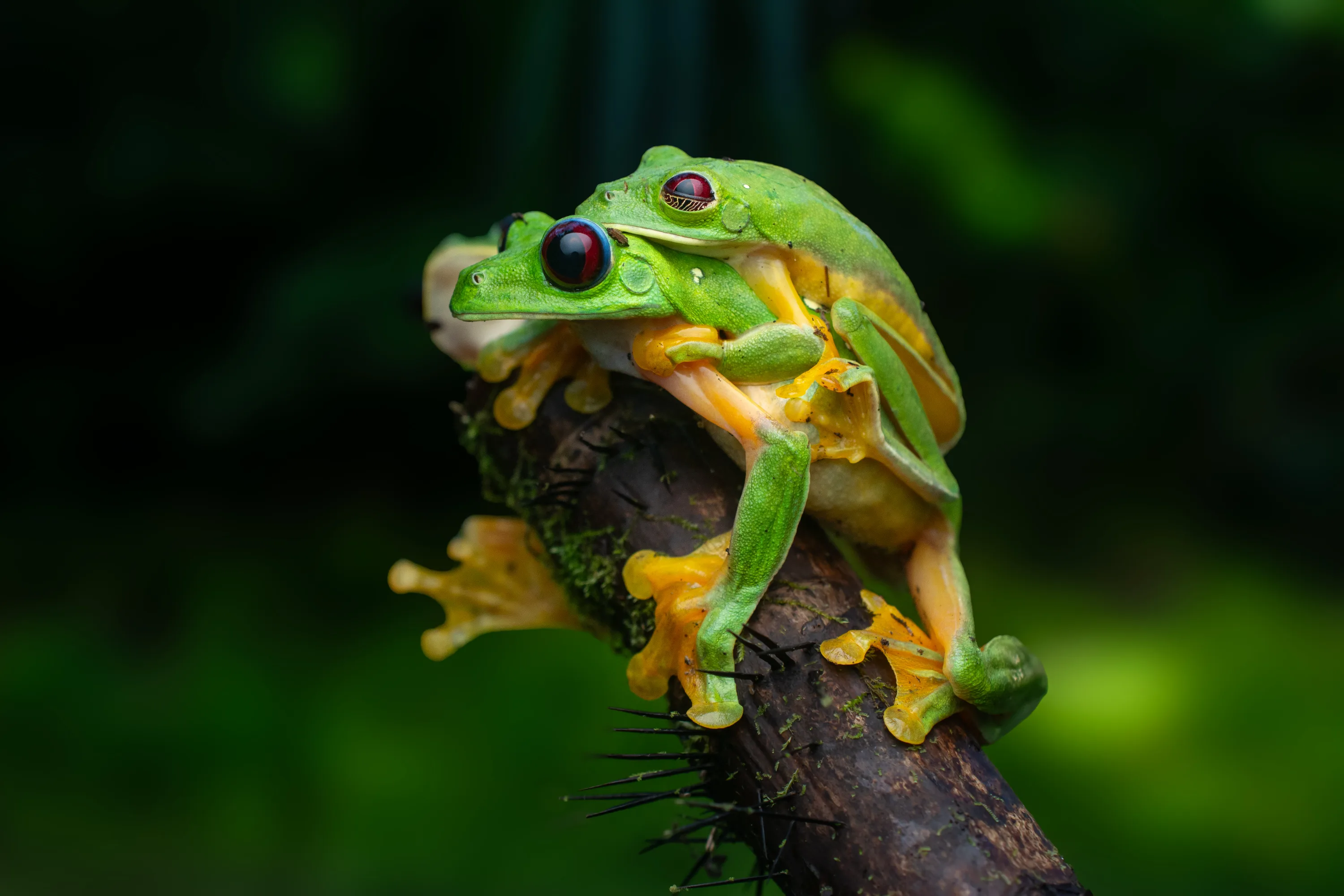 Agalychnis spurrelli amplexus