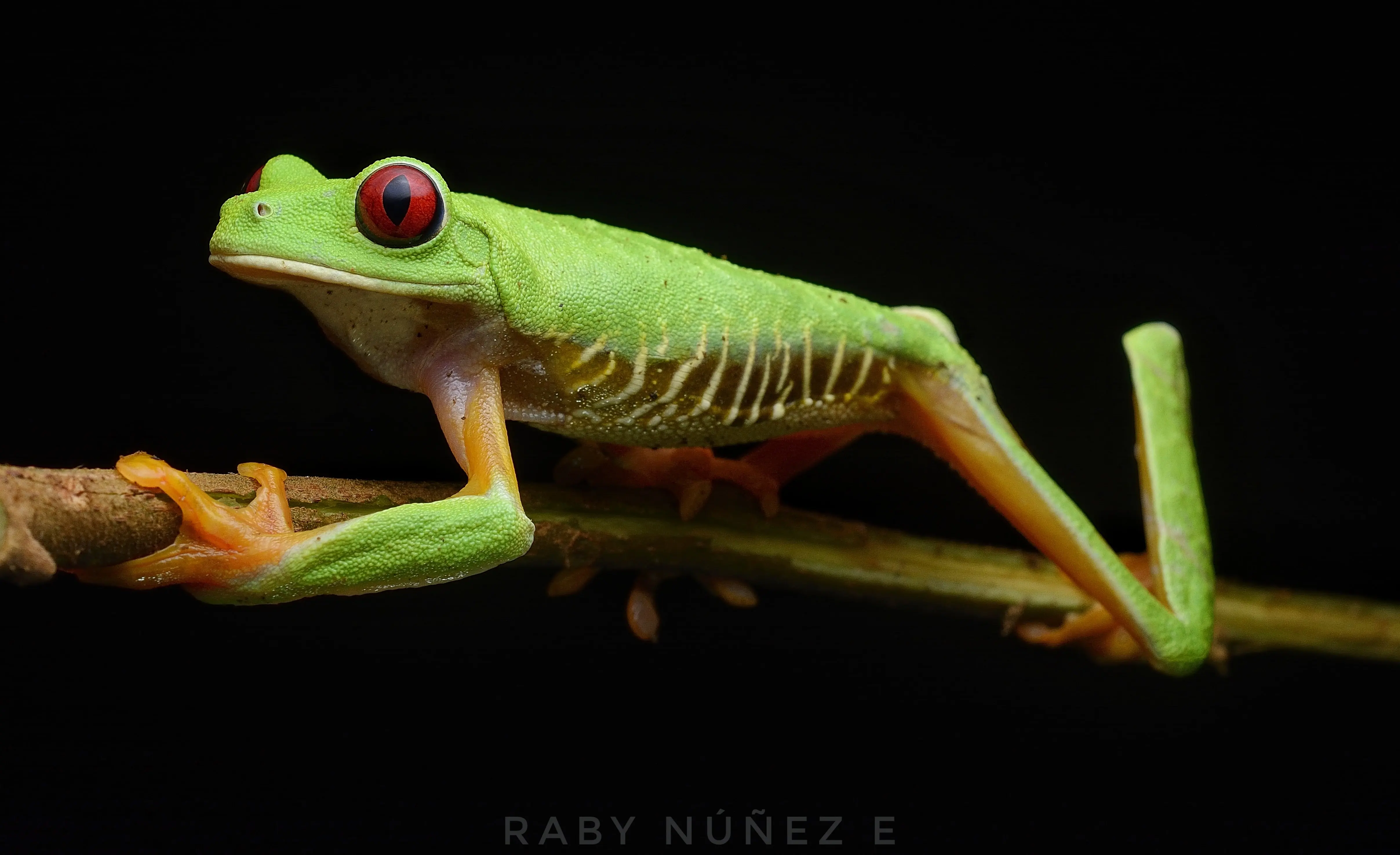 Drake Bay Herping Tour - Image 2
