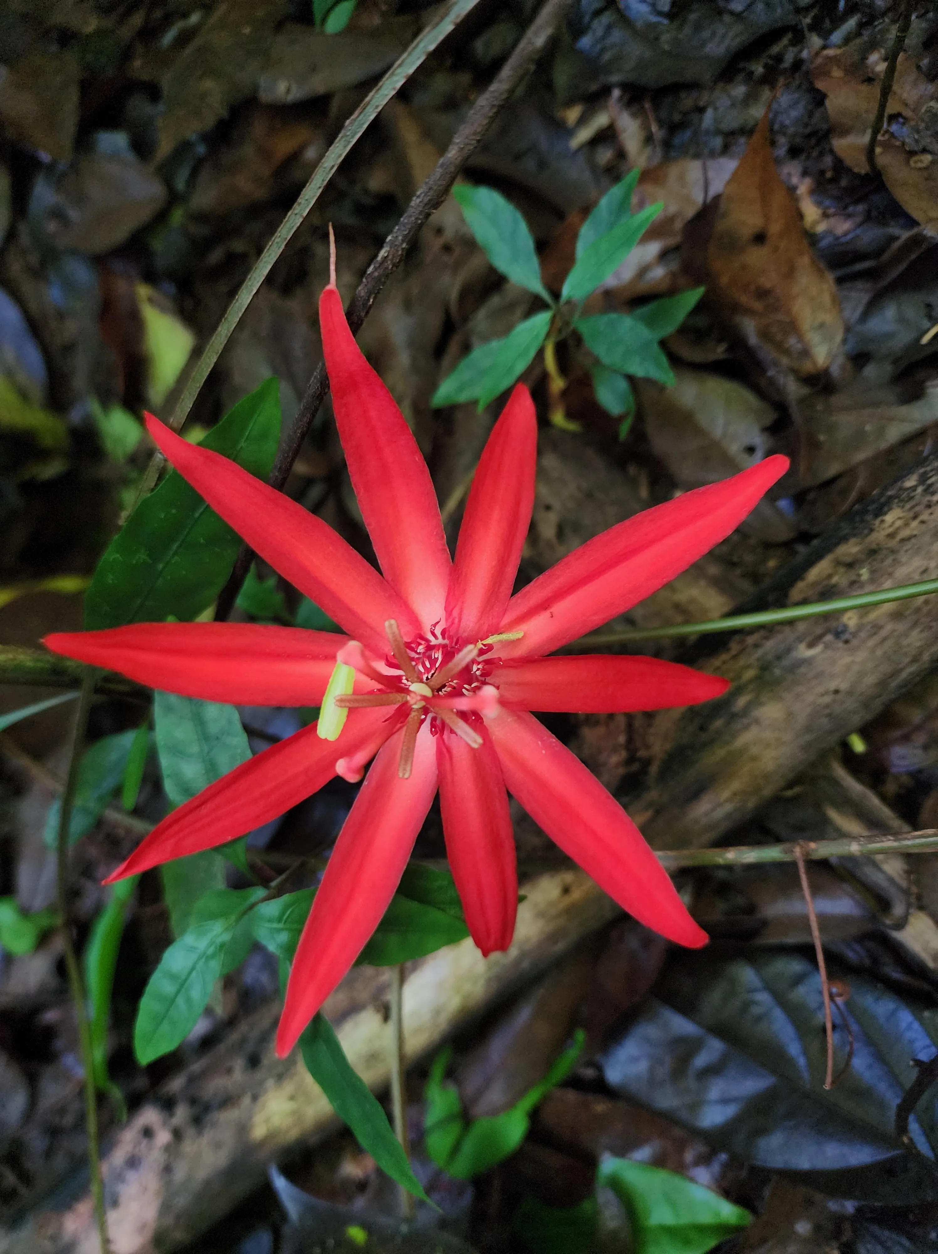 Corcovado National Park Tour - Image 2