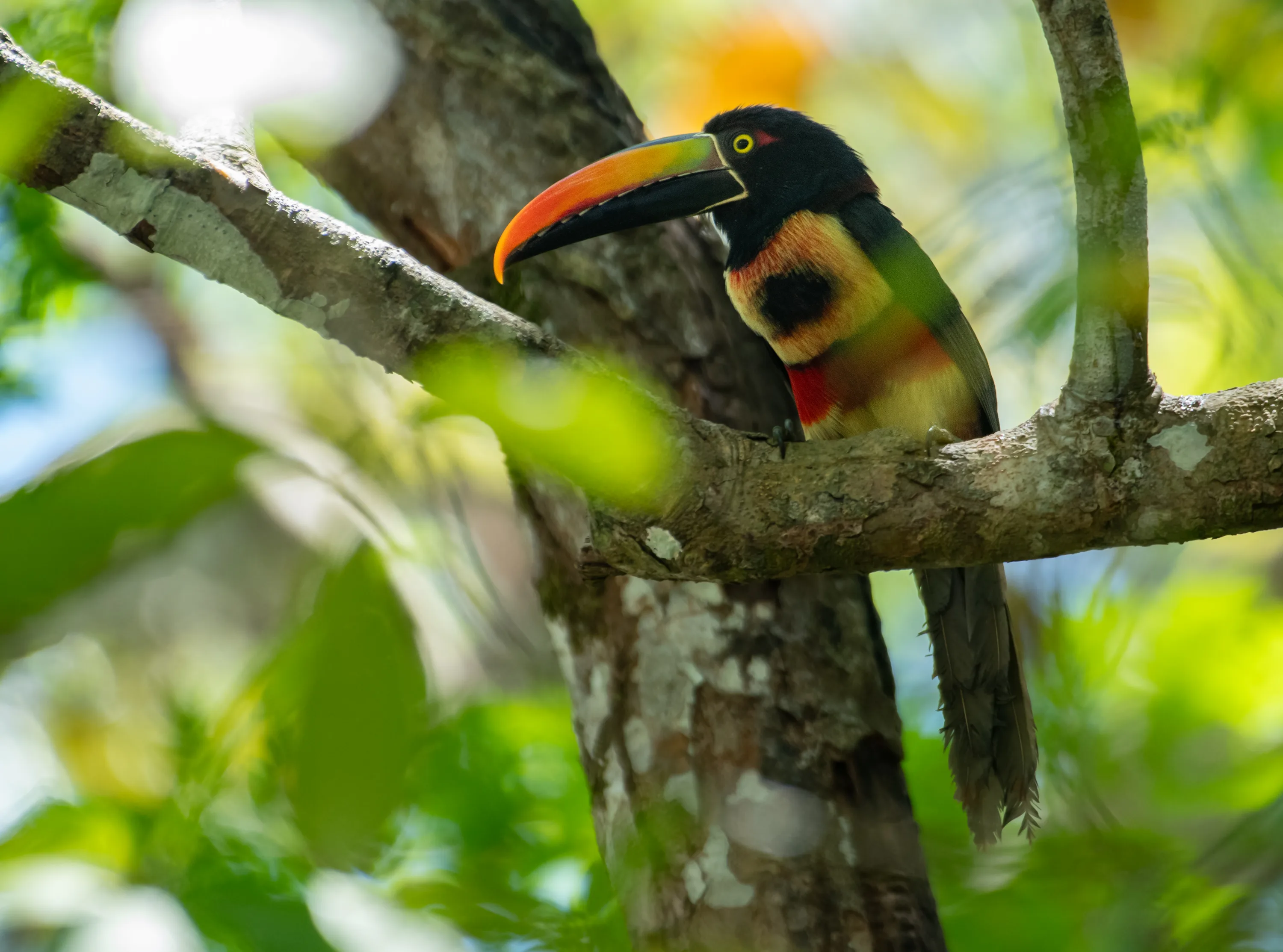 Fiery-billed Aracari