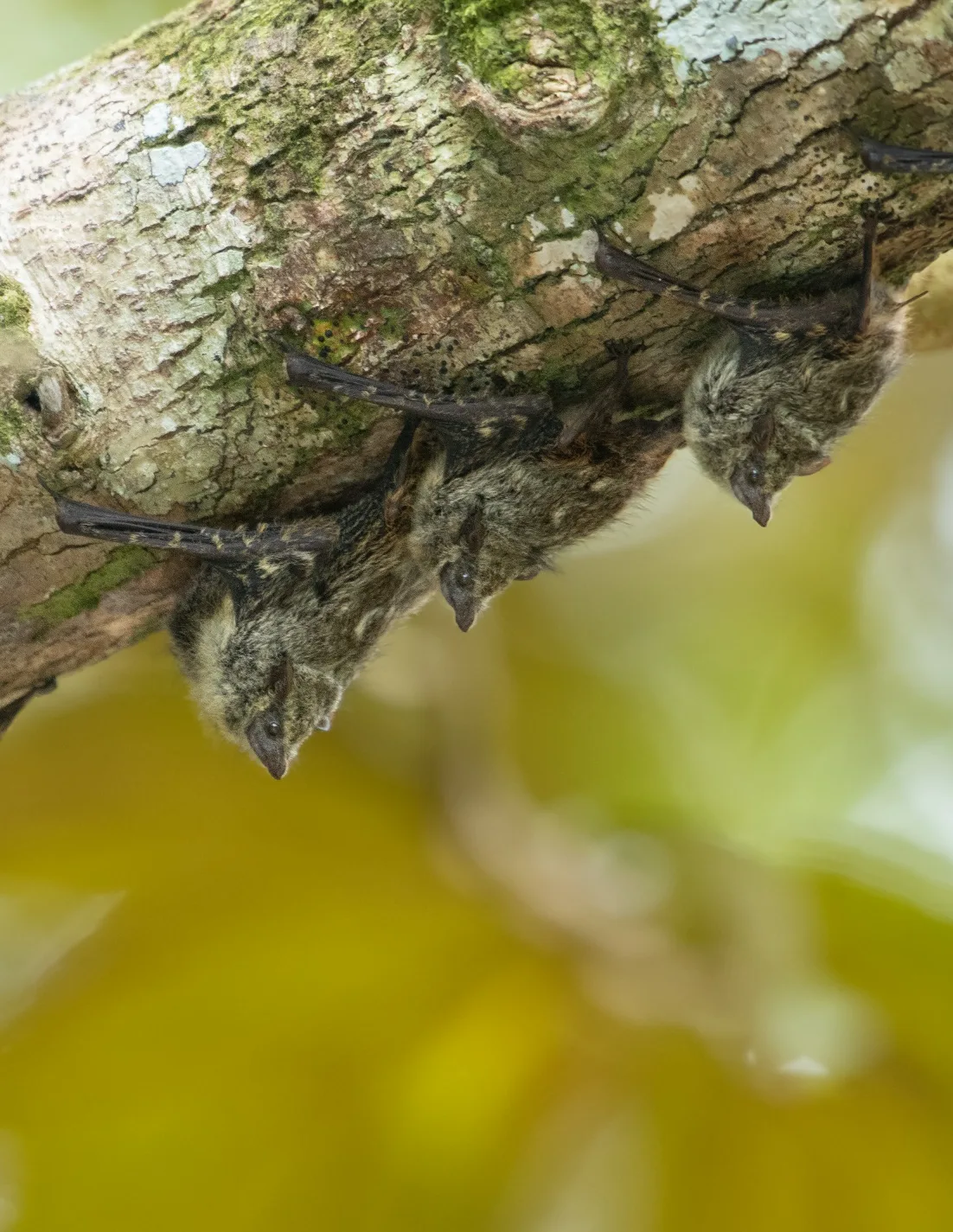 Brazilian Long-nosed Bat