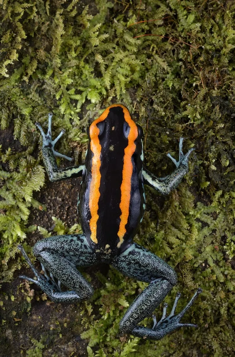 Golfo Dulce Poison Frog (Phyllobates vittatus)