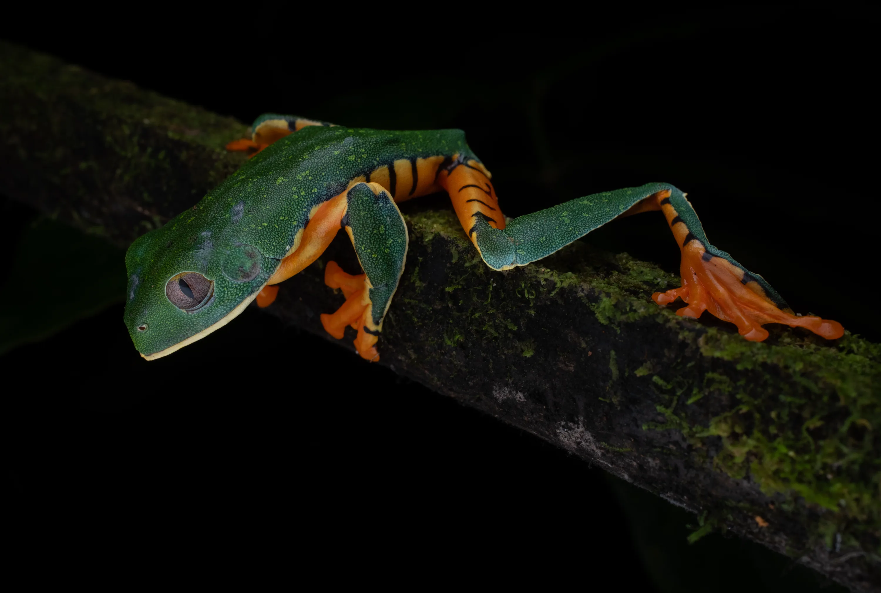 Splendid Leaf Frog (Cruziohyla sylviae)