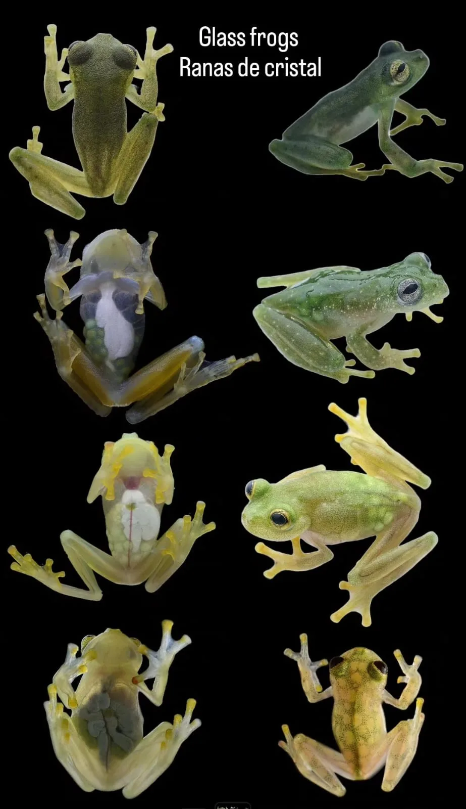 Glass Frog species 