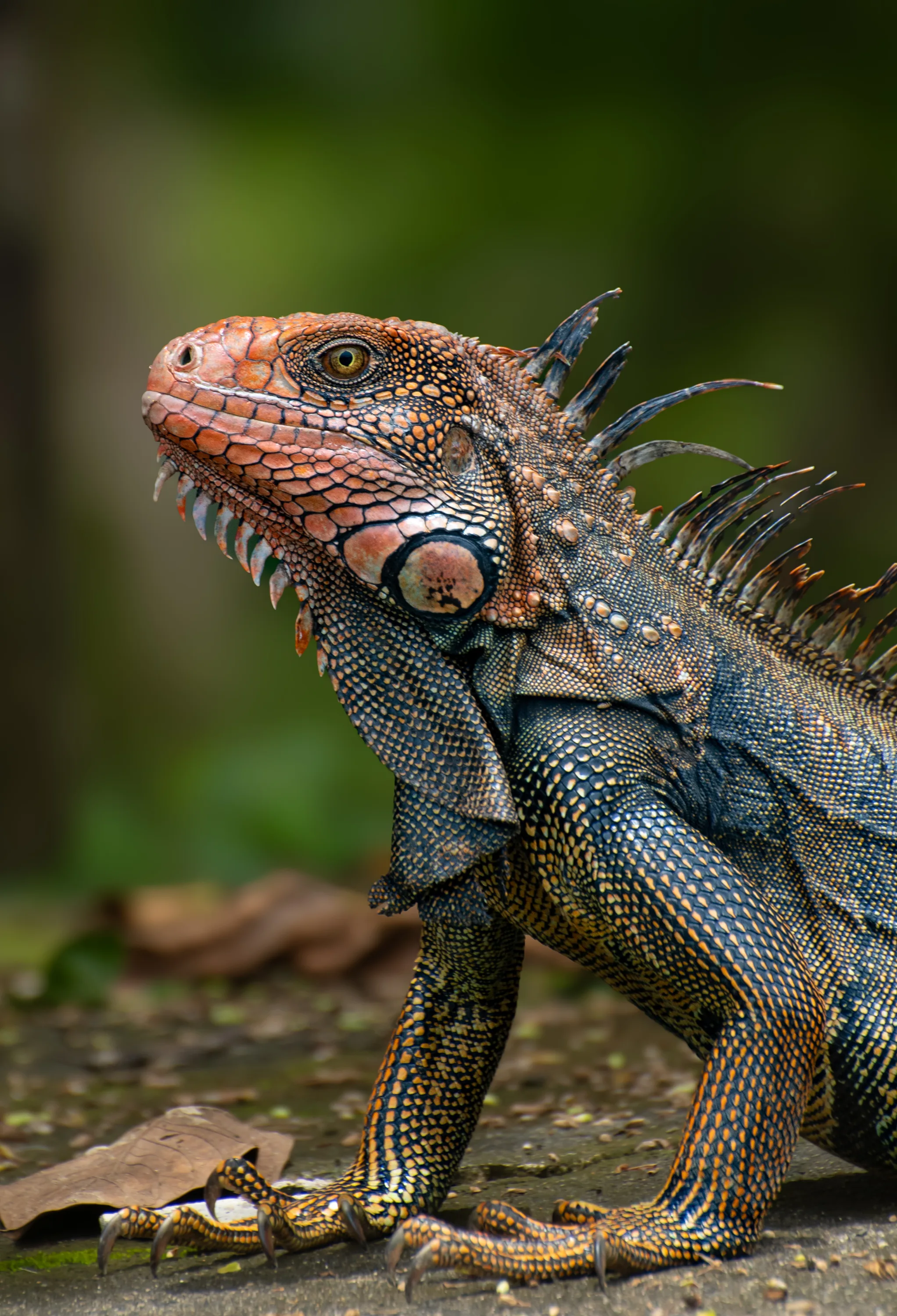 Green Iguana (Iguana rhinolopha)