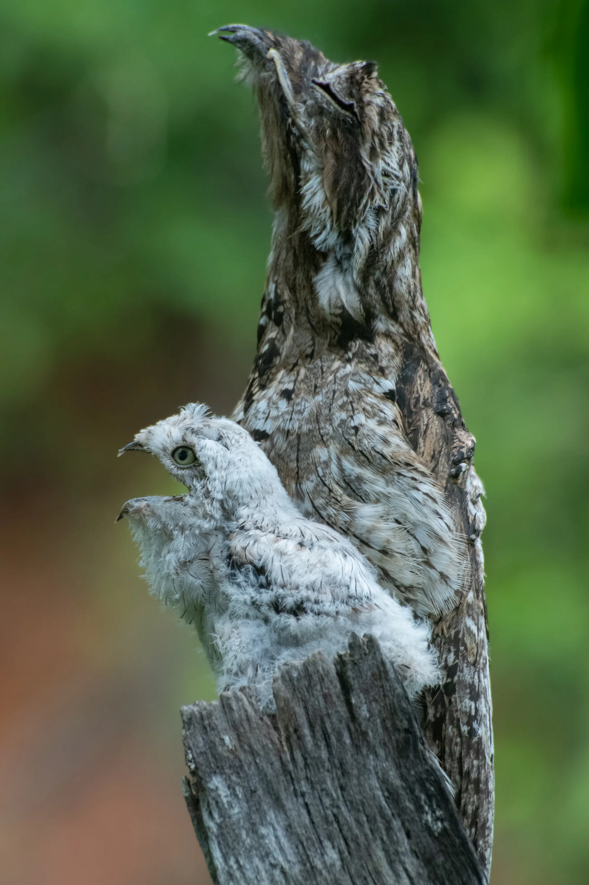 Mom and Baby Potoo