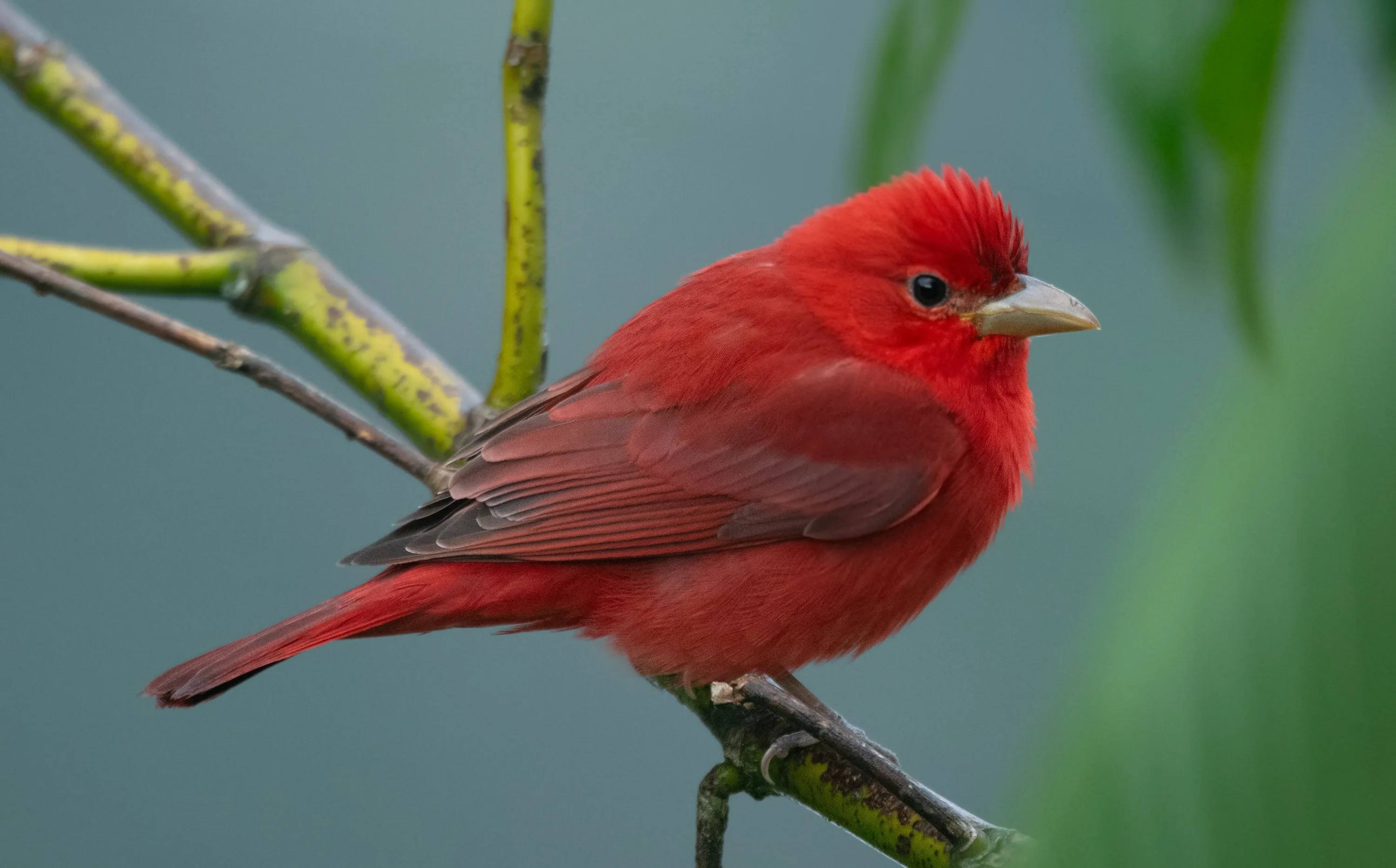 Summer Tanager