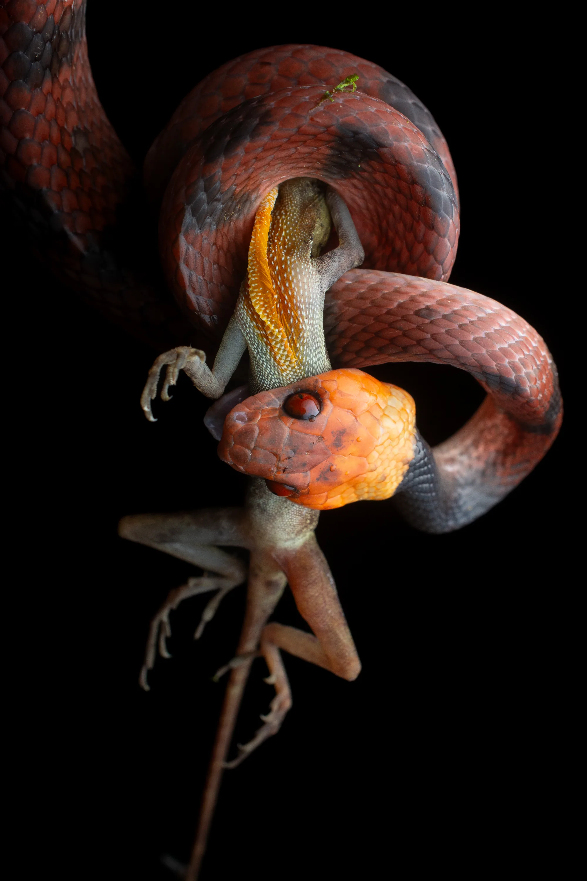 Red-eyed Tree Snake (Siphlophis compressus)