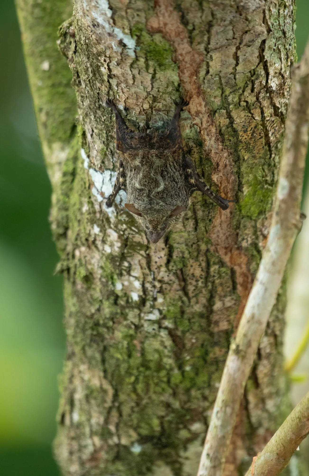 BrazilianLong-nosed Bat (Rhynchonycteris naso)