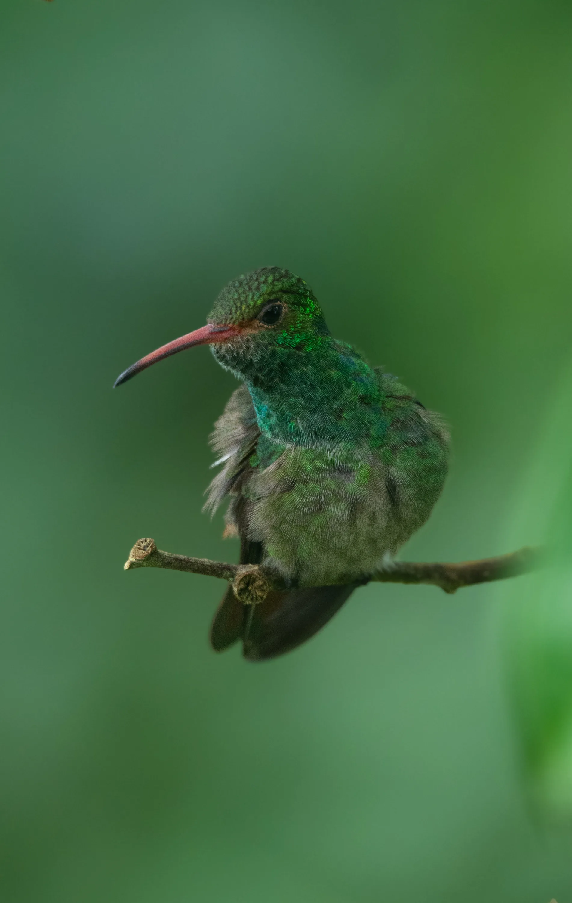 Rufous-tailed Hummingbird 