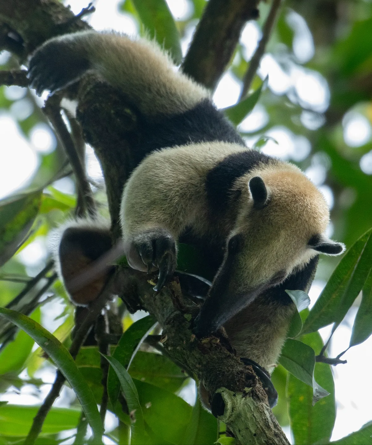 Northern Tamandua (Tamandua mexicana)