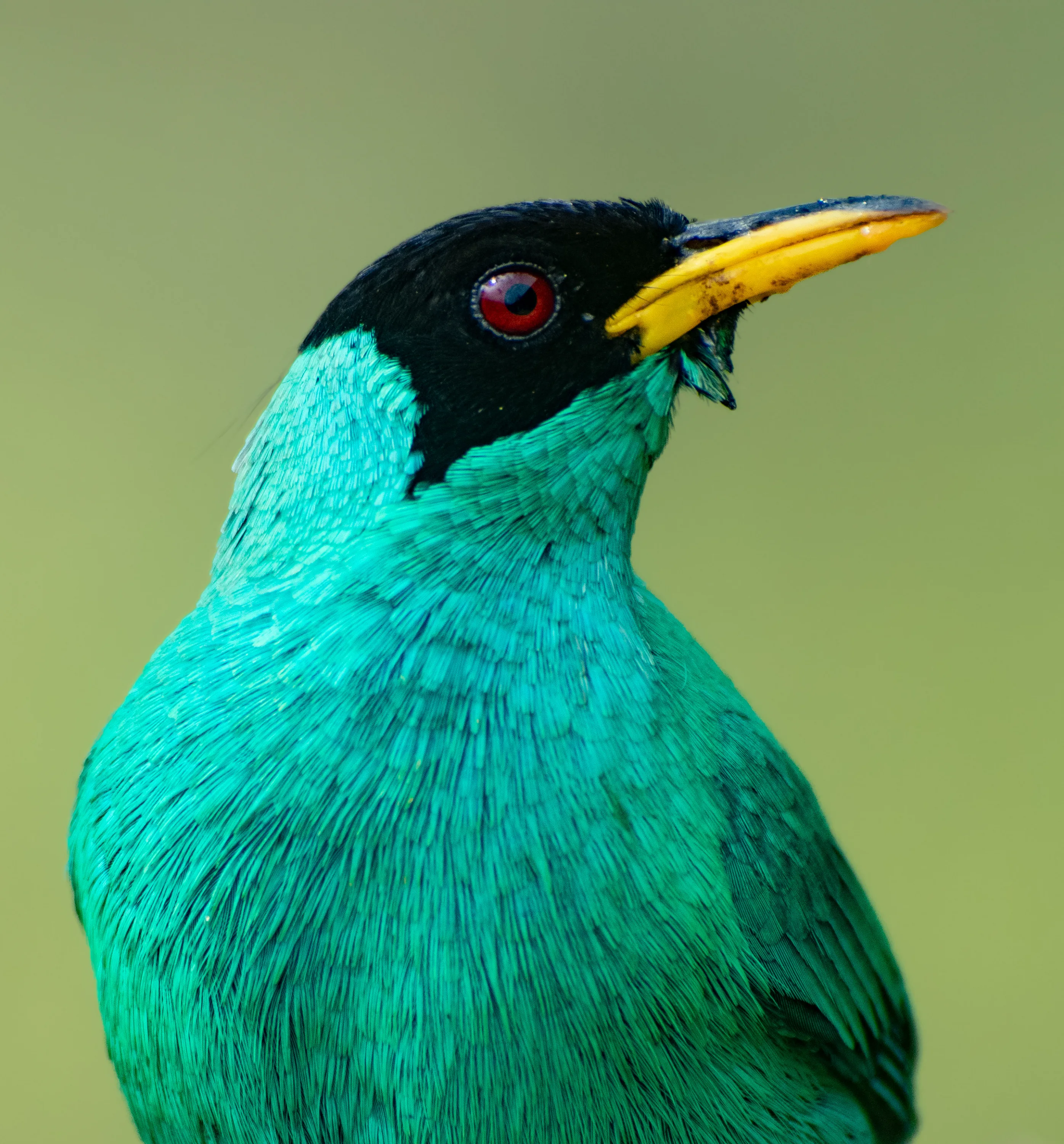 Green Honeycreeper