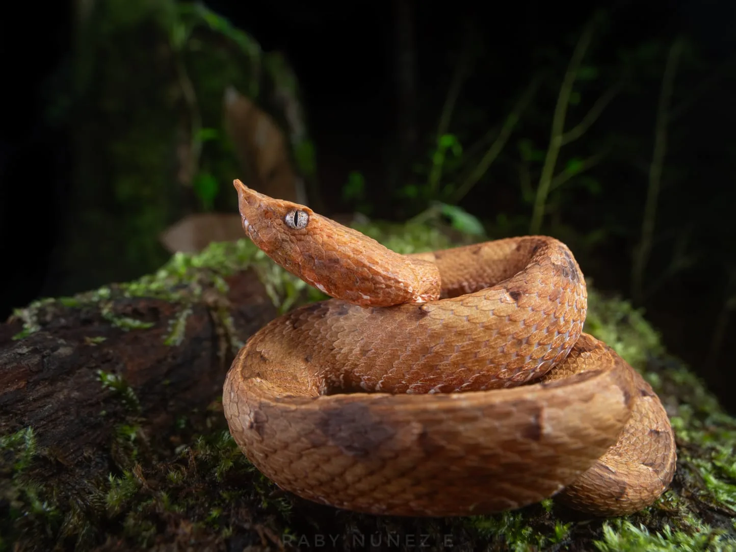 White-tailed HognosedPitviper (Porthidium porrasi)