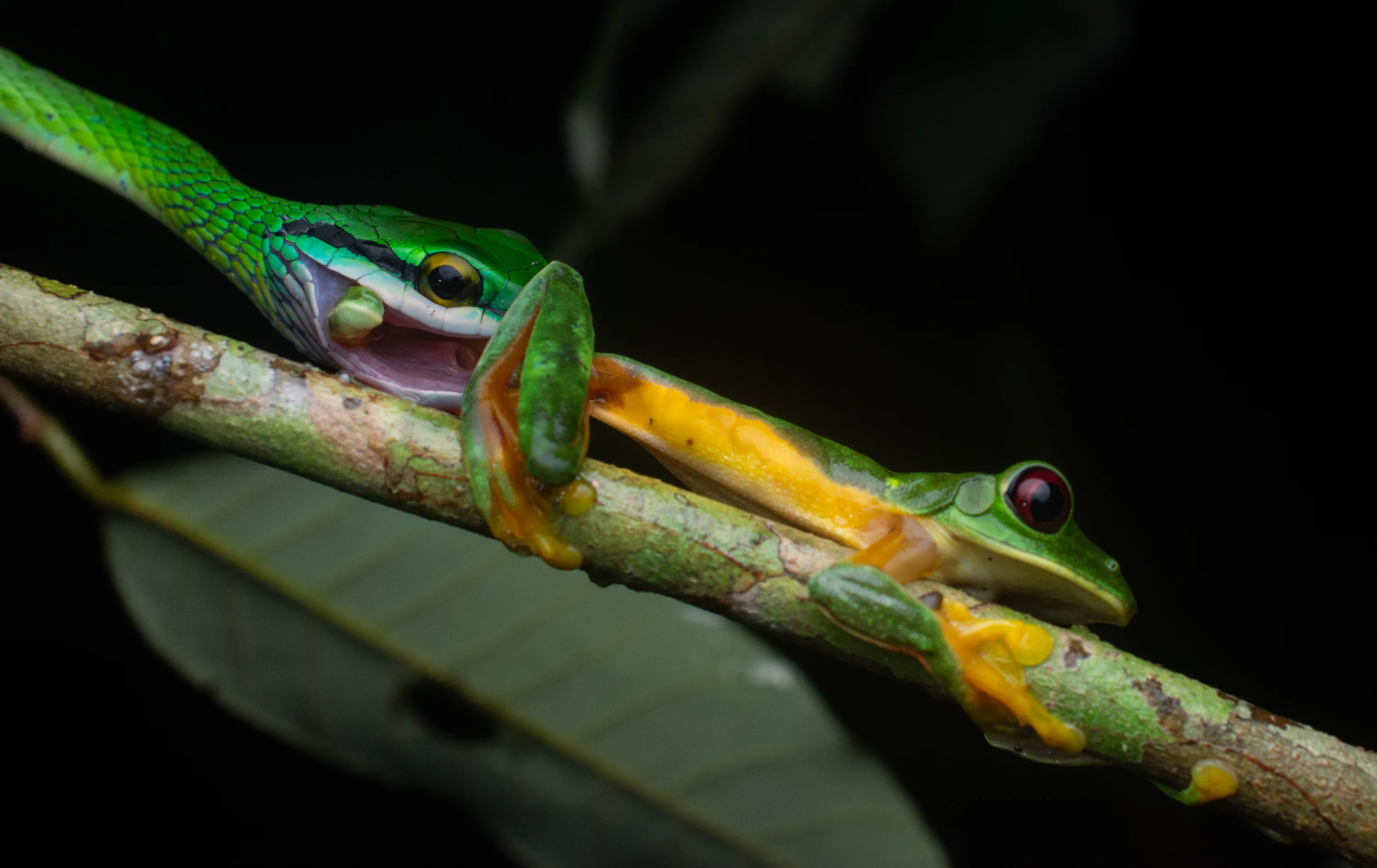 Giant Parrot Snake (Leptophis occidentalis)
