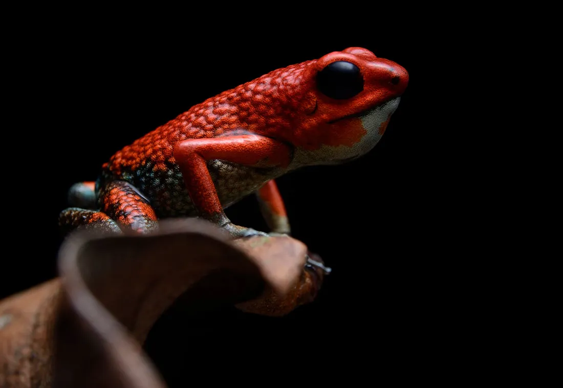Uvita Frog Tour - Image 3