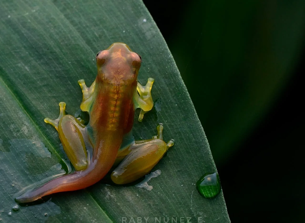 Baby Glassfrog (Teratohyla pulverata)