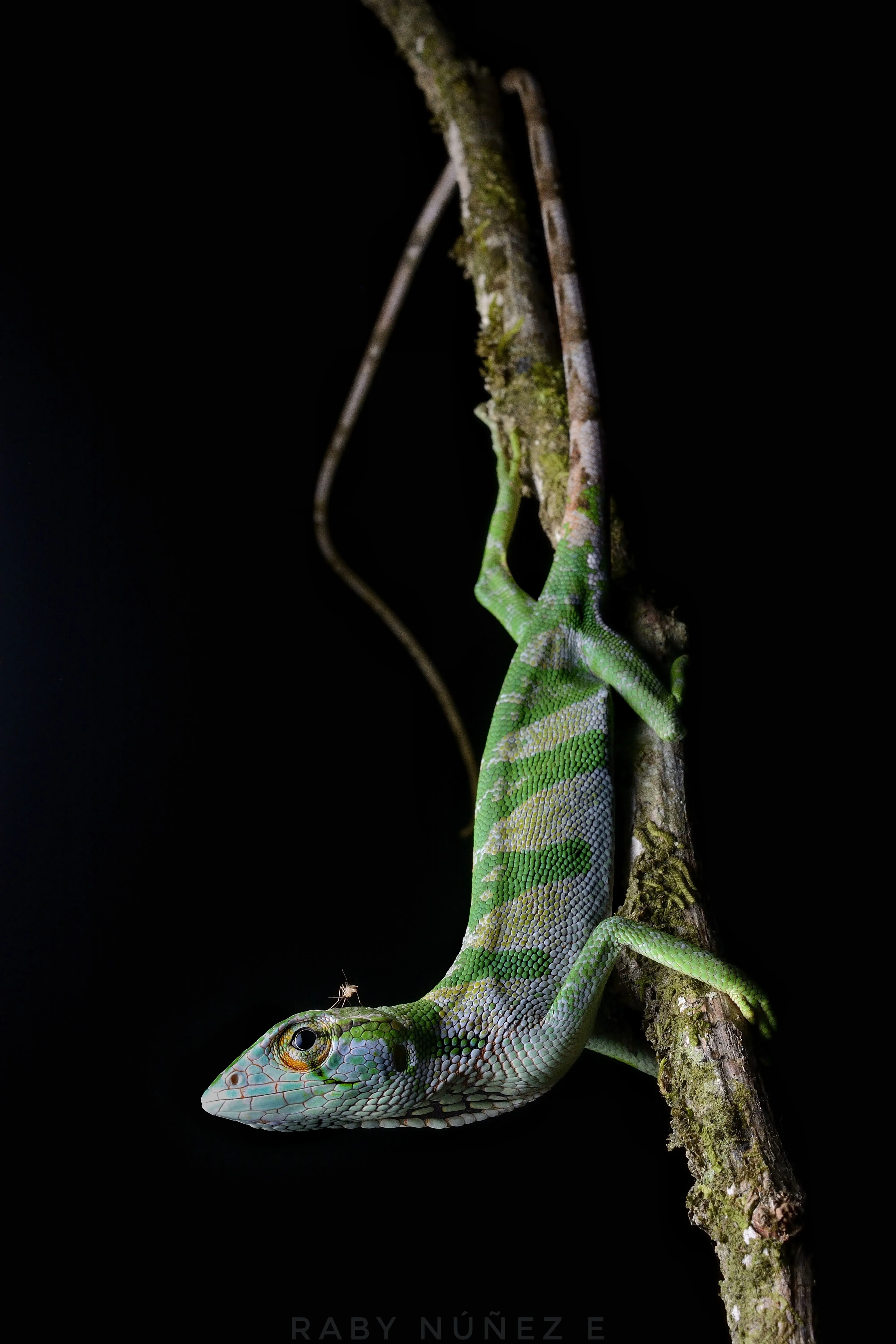 Sierpe Frog Tour - Image 3
