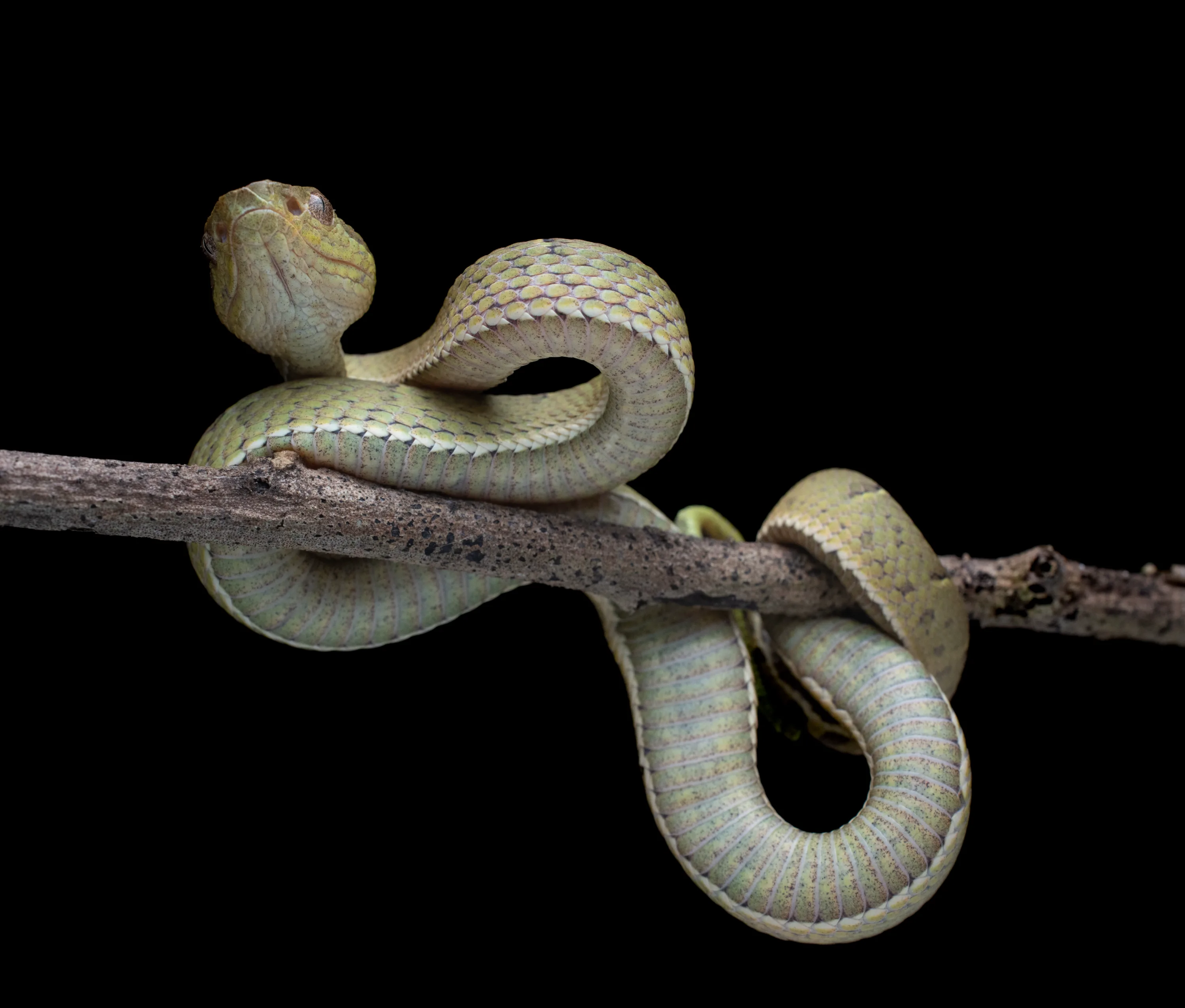 Bothriechis lateralis 