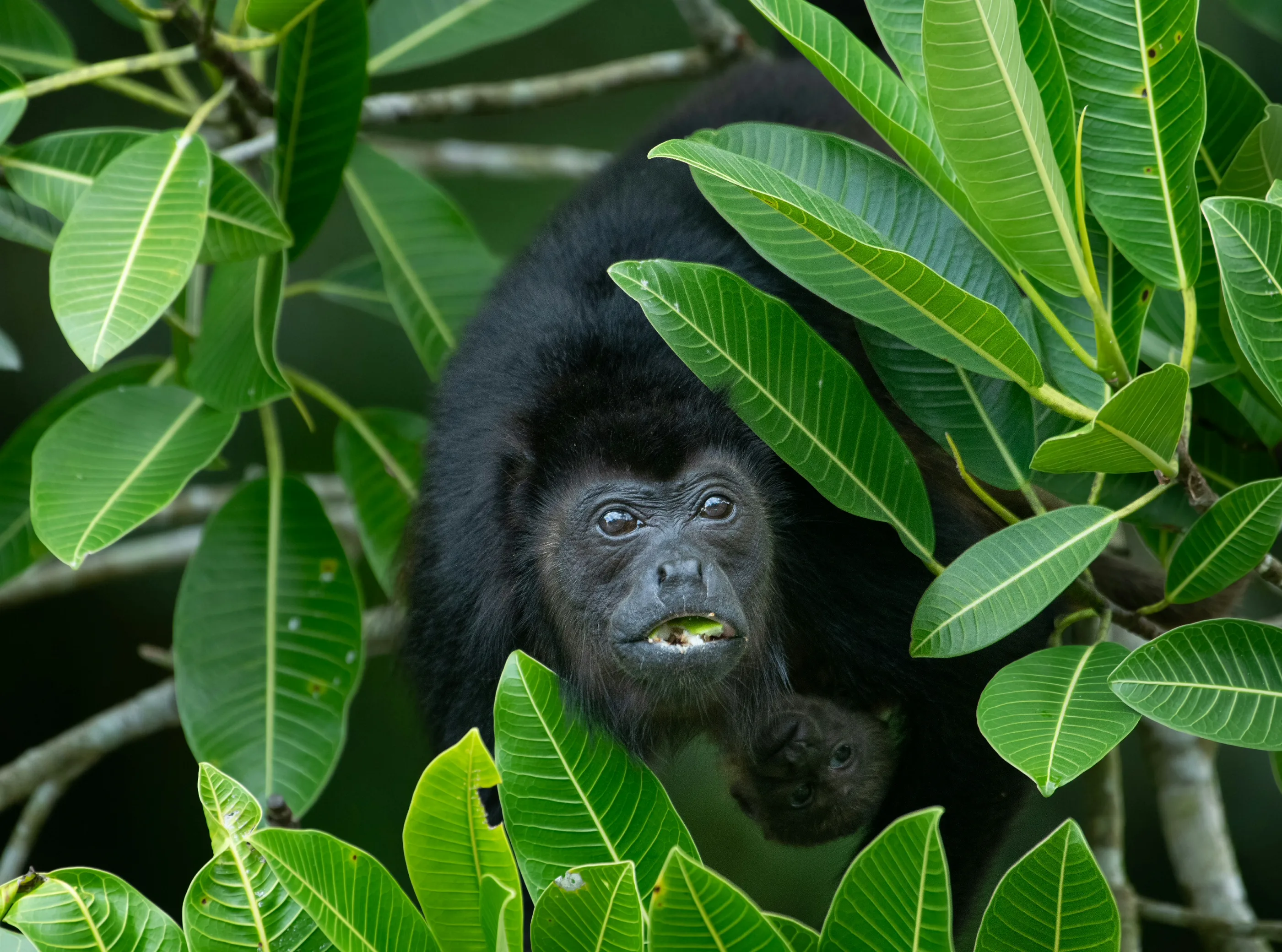 Mom Howler Monkey (Allouatta palliata)