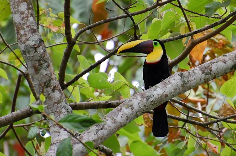 Birdwatching Sierpe Tour - Image 2