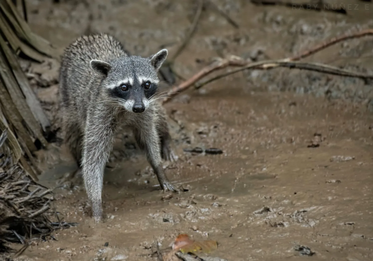 Raccoon in the mangroves