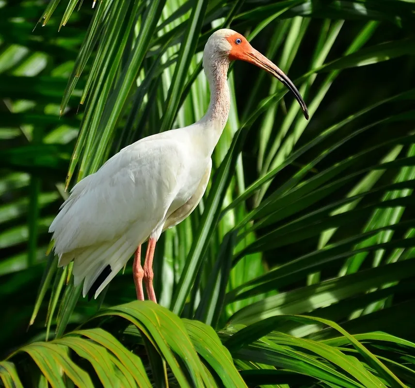 Birdwatching Sierpe Tour - Image 3