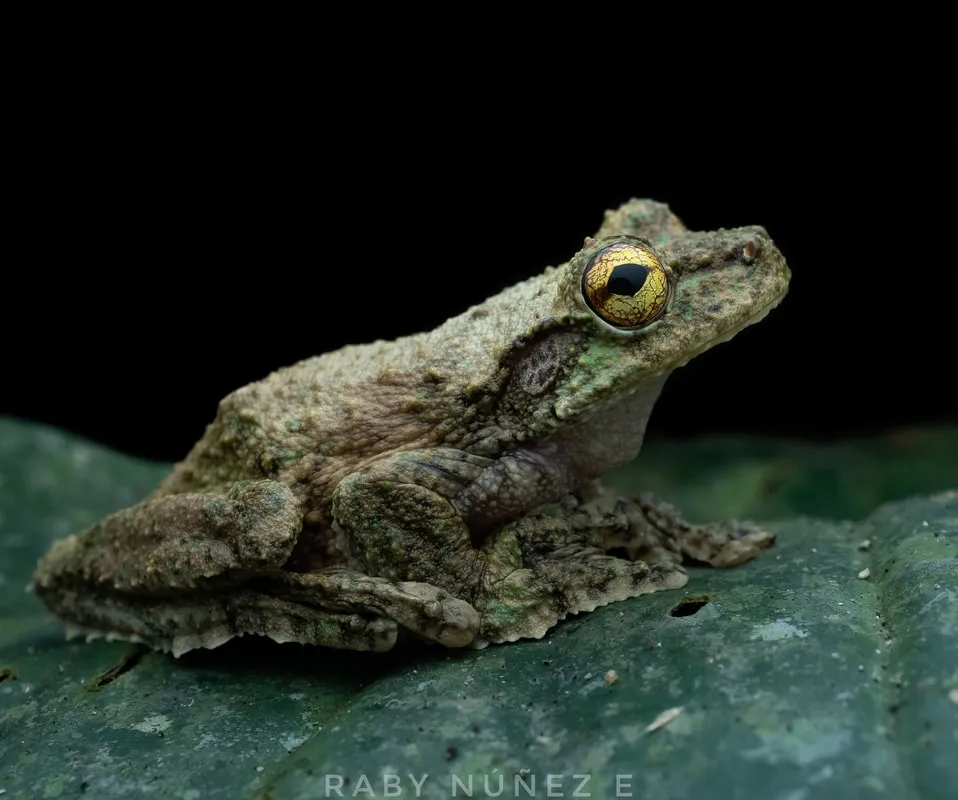 Uvita Frog Tour - Image 2