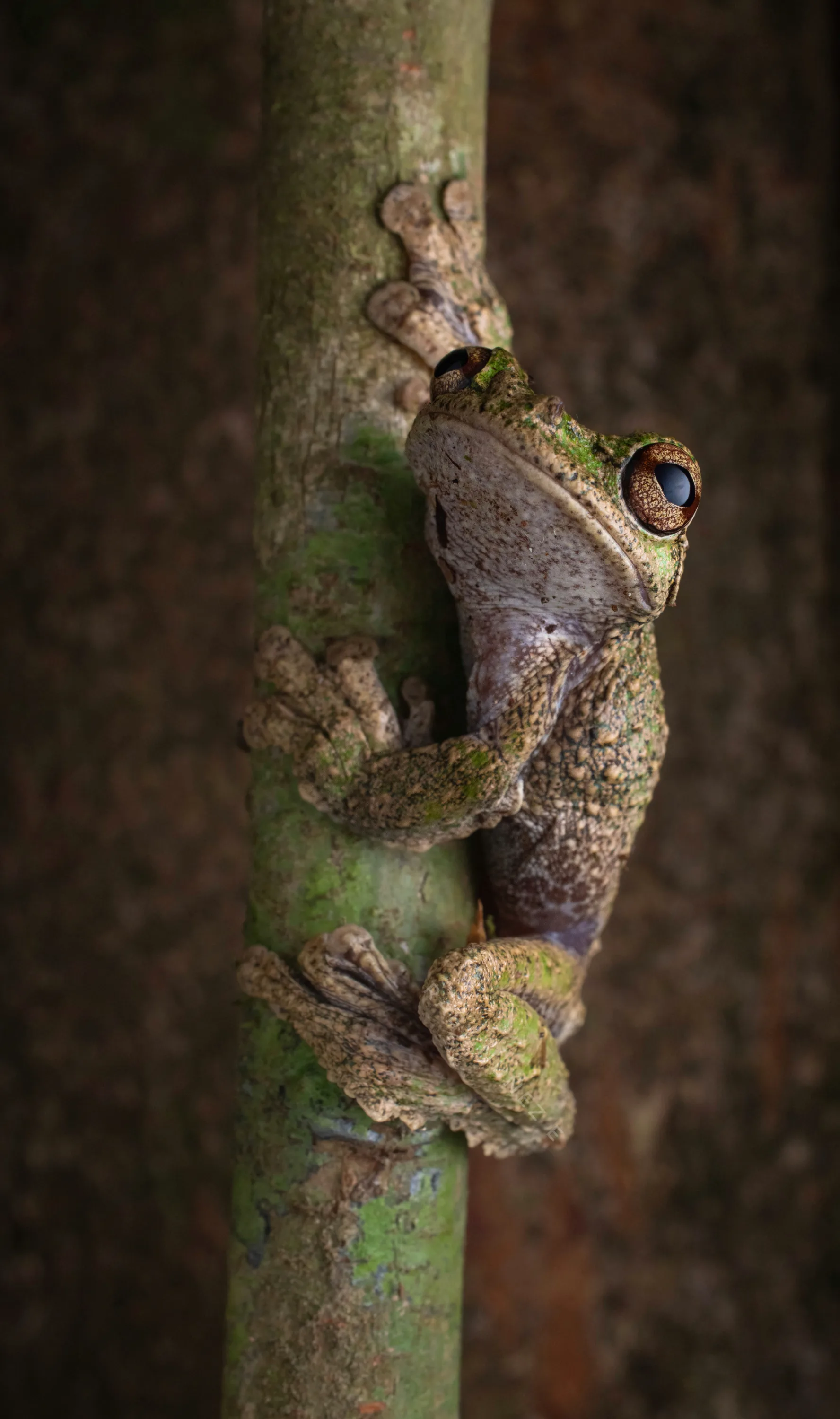 Shaman Fringe-limbedTreefrog (Ecnomiohyla sukia)