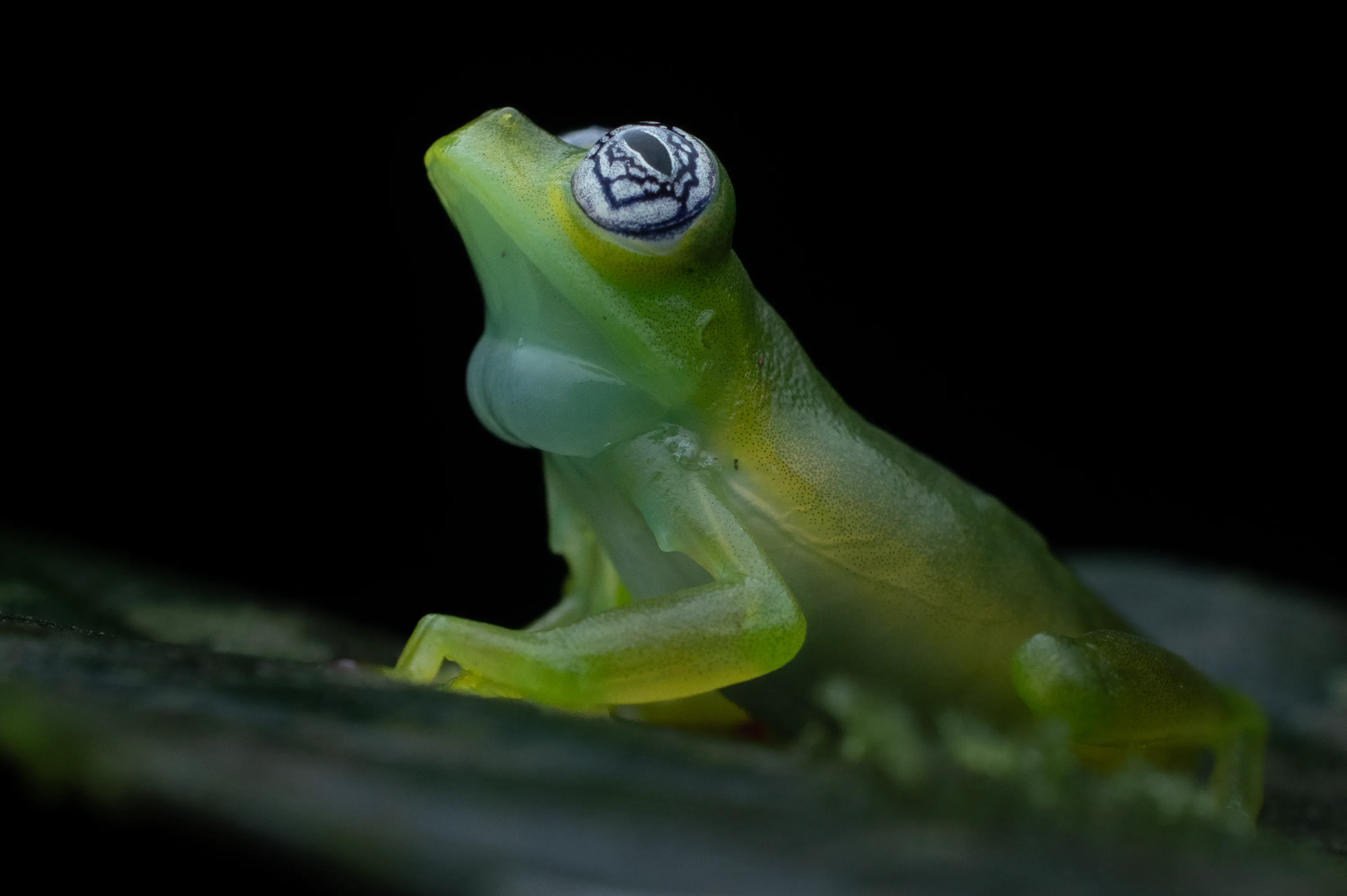 Ghost Glass Frog (Sachatamia ilex)