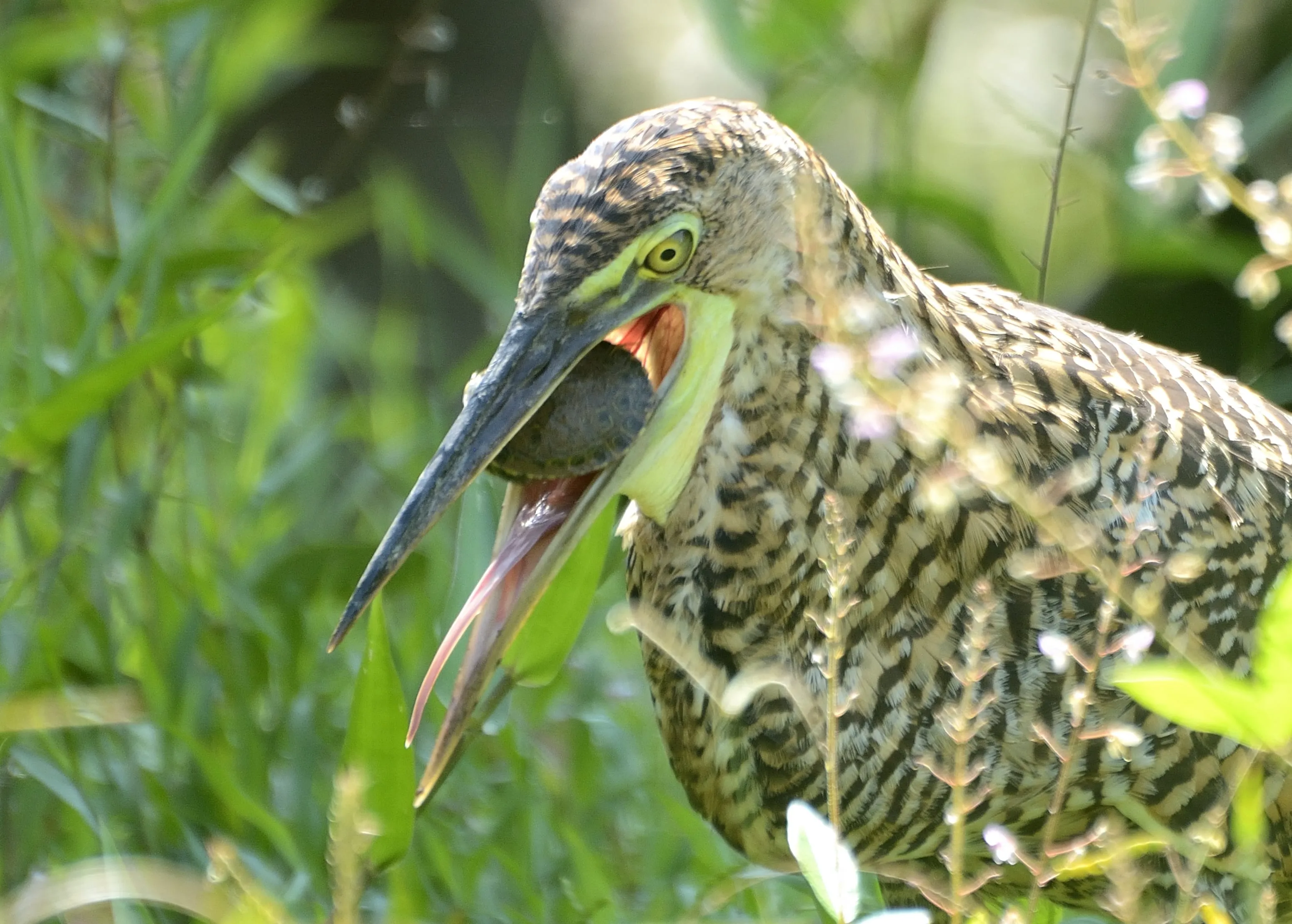 Wildlife and Mangrove River Tour - Image 3