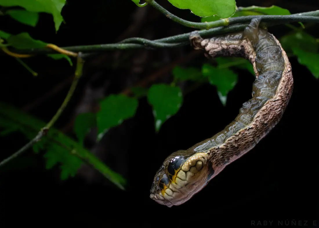 We Encountered an Impressive Snake Mimicry