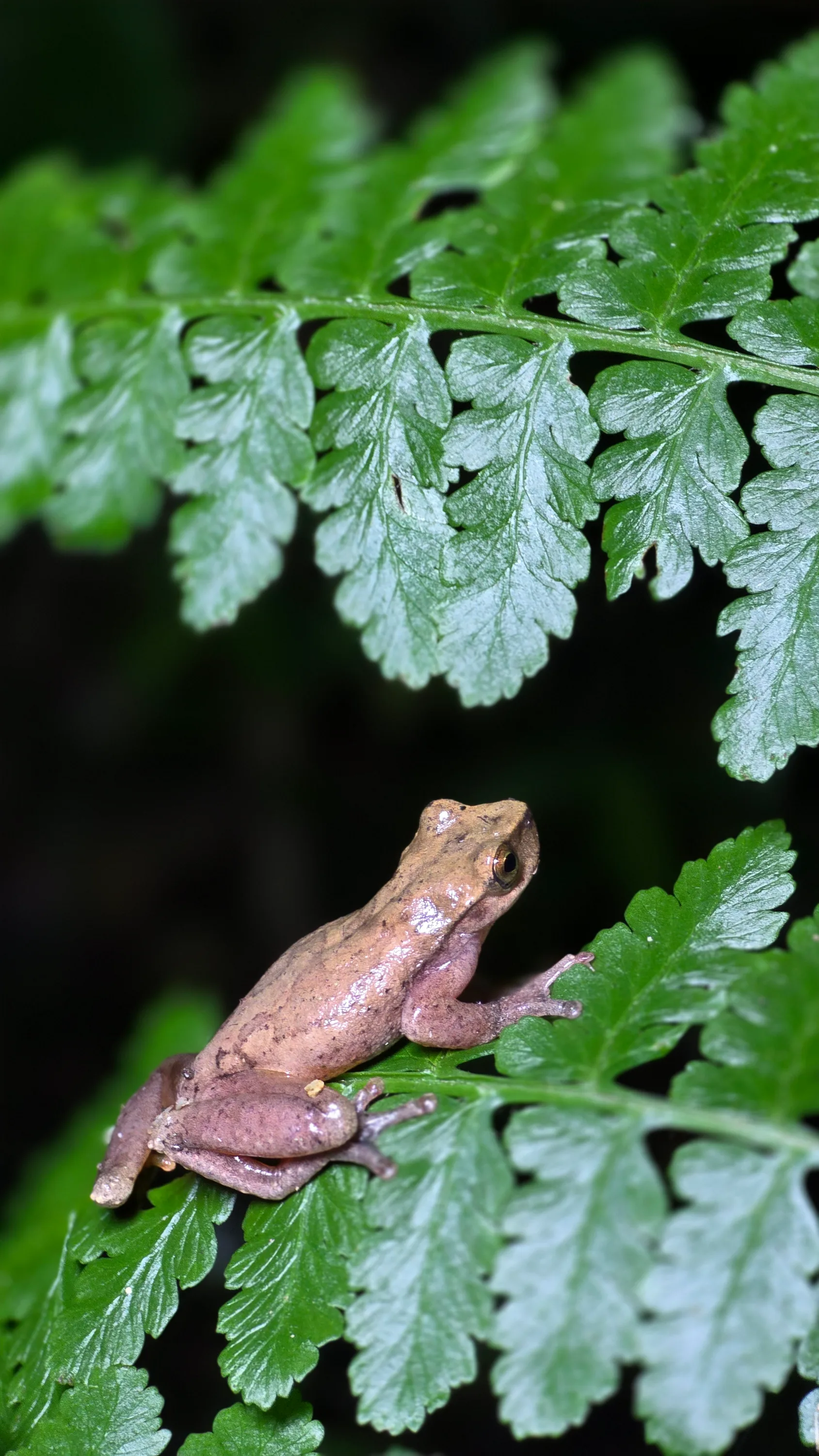 Herping Tour Escazú  - Image 3