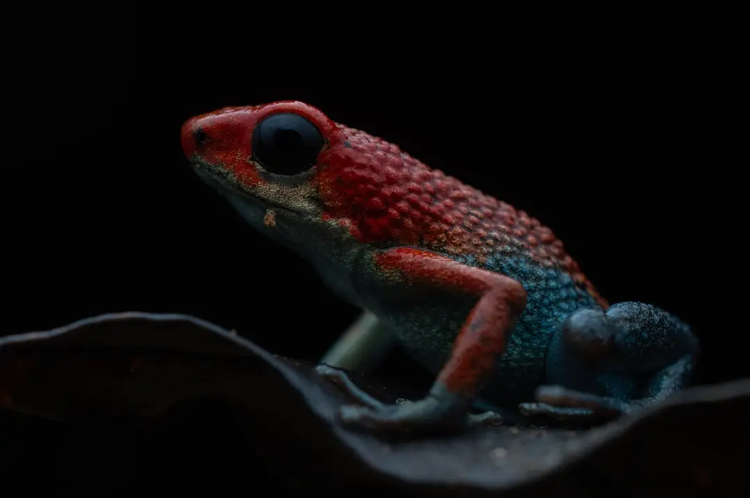 Drake Bay Herping Tour - Image 3