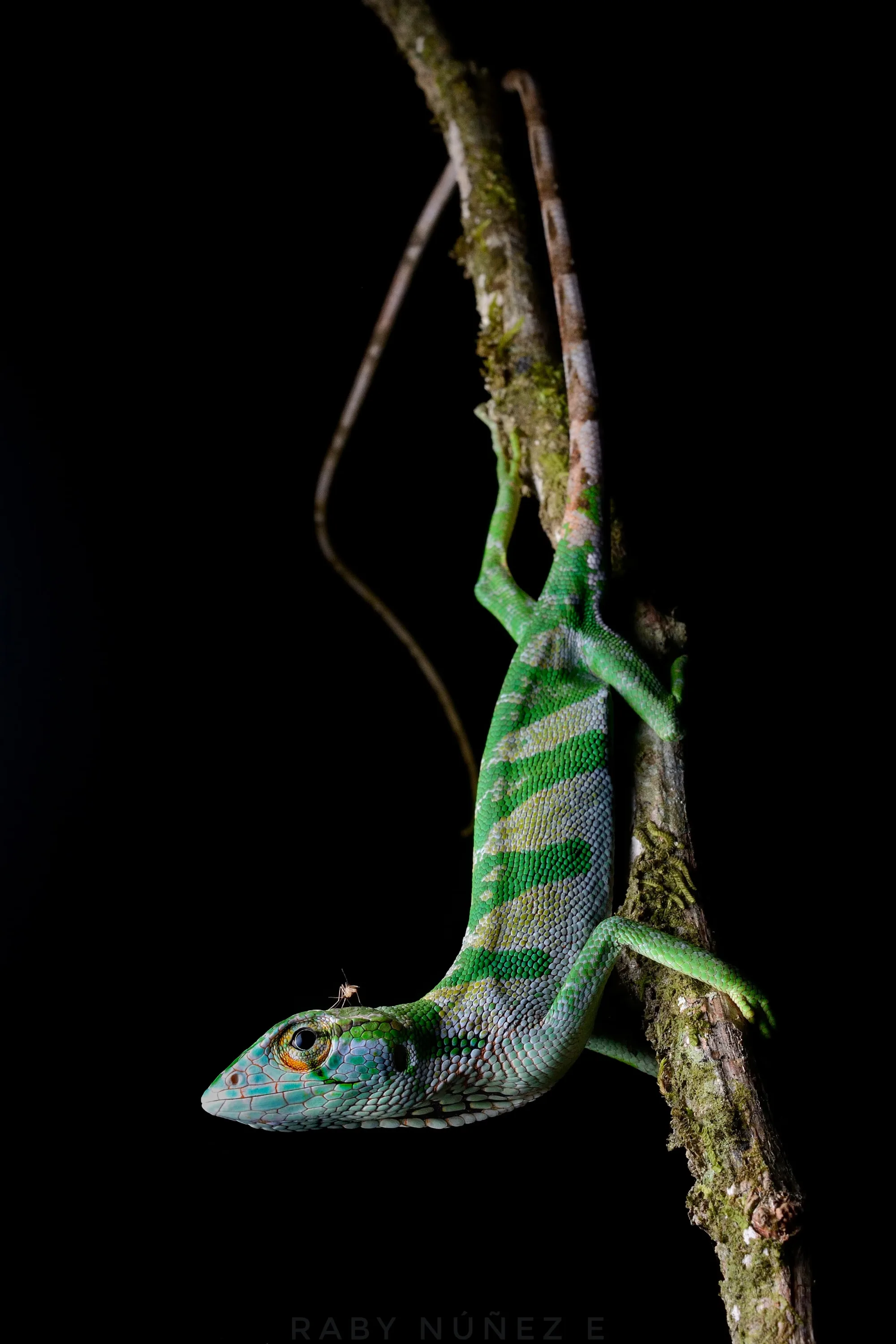 San José Herping Tour  - Image 3