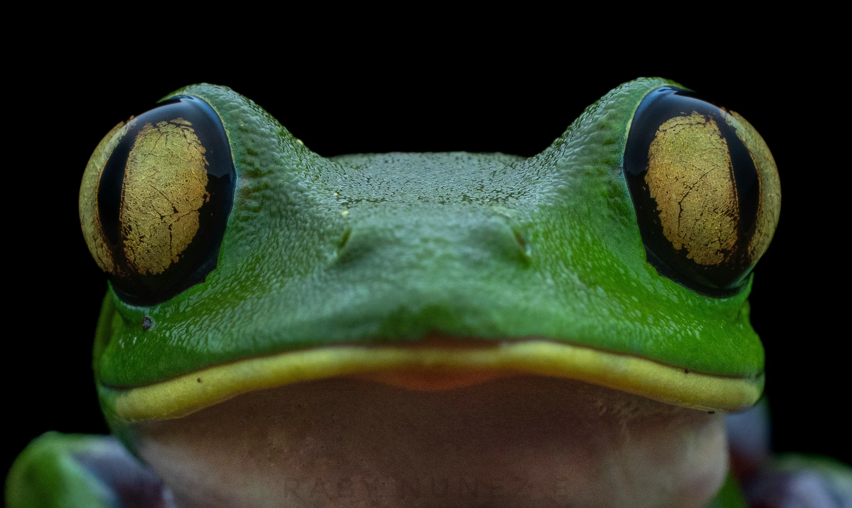 Herping Tour Escazú  - Image 2