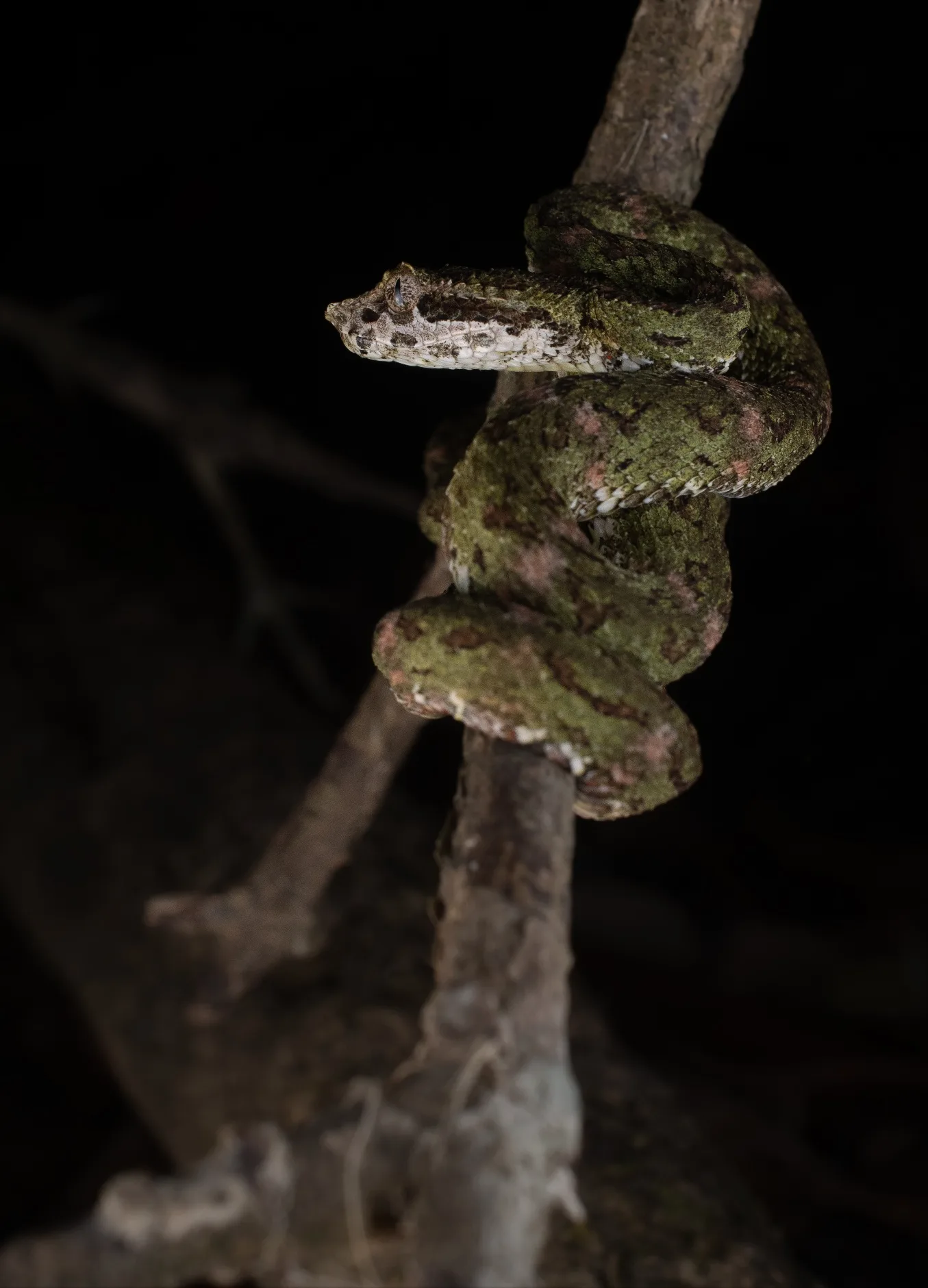 San José Herping Tour  - Image 2