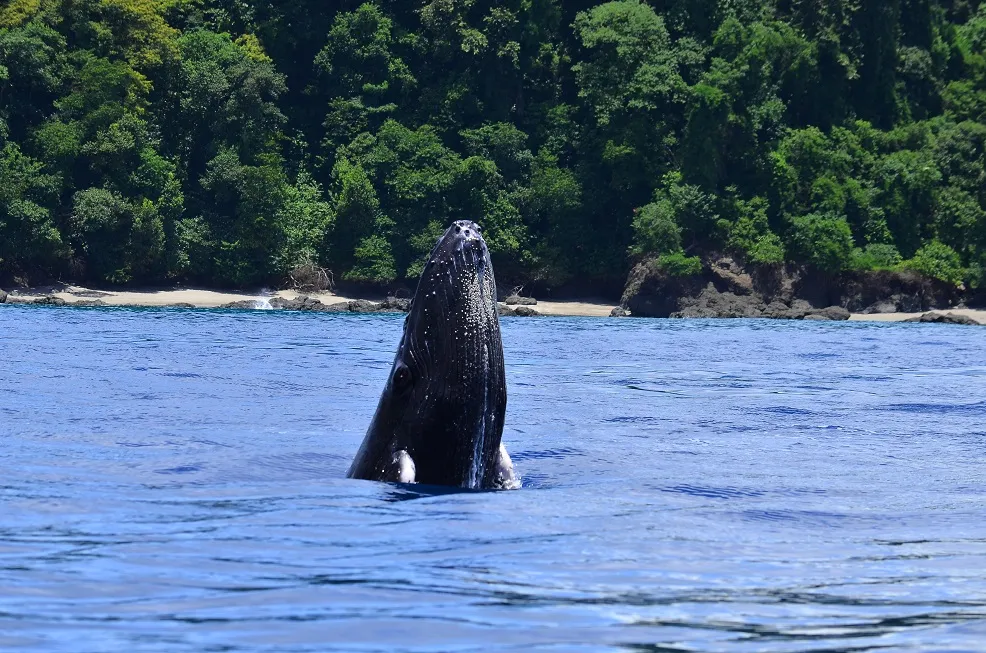 Caño Island Tour - Image 2